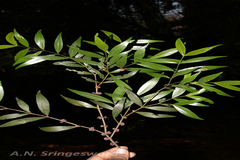 Memecylon angustifolium